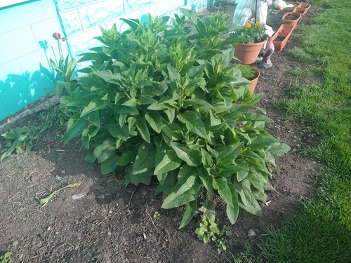 A full, bushy comfrey plant