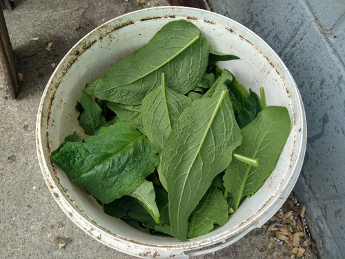 A bucket full of comfrey leaves