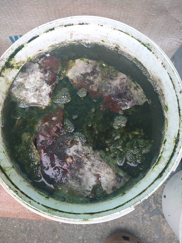 Bucket of finished comfrey tea with mold on top