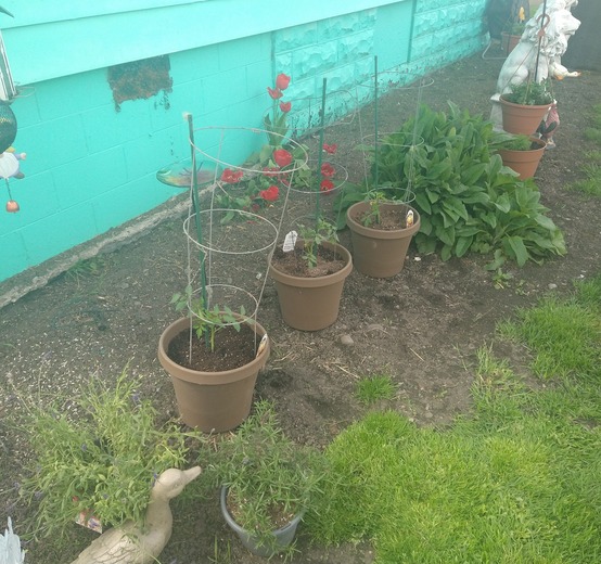 More tomatoes in containers. There is a large comfrey plant nearby