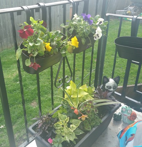 Two hanging planters with pansies on a porch railing. Underneath on the porch is a planter with various plants