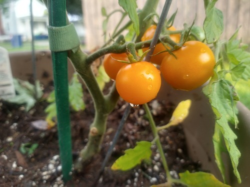 A cluster of 4 orange-yellow cherry tomatoes